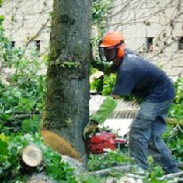 KOCH Beau JARDIN Travaux extérieurs pour vos maisons à Saint-Galmier Abattage d'arbres