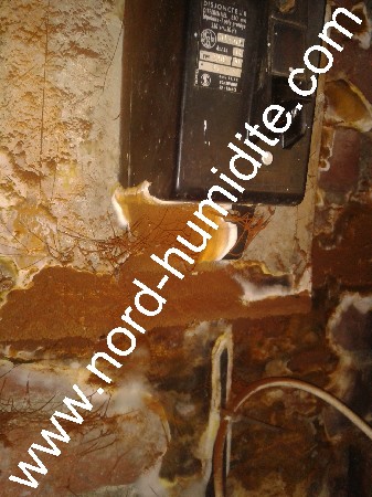 en présence d'humidité et de bois, le mérule se développe dans les maison et détruit la solidité des poutres en "mangeant" la cellulose.<br />
www.nord-humidite.com